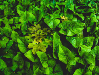 Full frame shot of green leaves