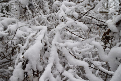 High angle view of snow covered trees