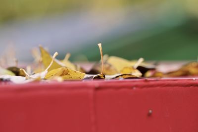 Surface level of leaf