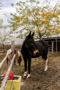 Horse standing on field