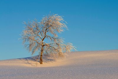Bare tree on snow covered land against clear blue sky