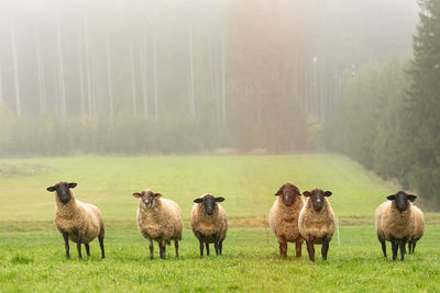 Flock of sheep on field