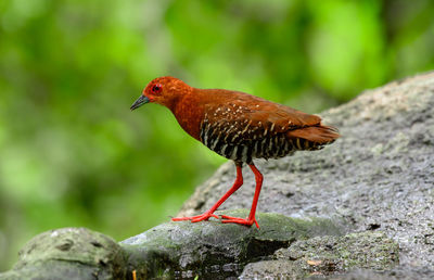 Close-up of bird perching on rock