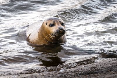 Portrait of a harbour seal in shallow water of the river thames