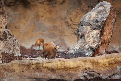 Young eastern bongos - an herbivorous nocturnal forest ungulate 