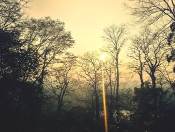 Low angle view of trees in forest against sky