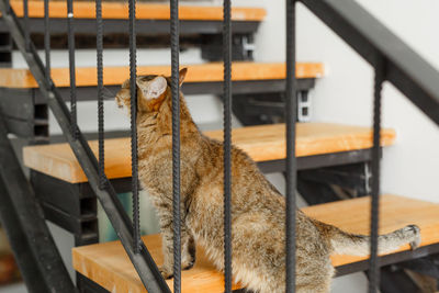 View of a cat looking through metal grate