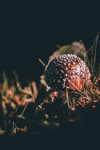 Close-up of fly agaric mushroom on field