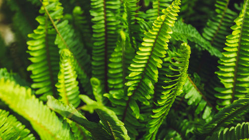 Close-up of green leaves