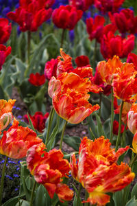 Close-up of red flowering plants