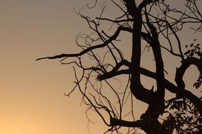 Low angle view of silhouette bare tree against sky at sunset