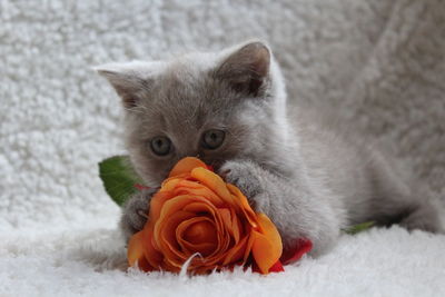 Close-up portrait of kitten on flower