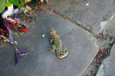 High angle view of crab on footpath