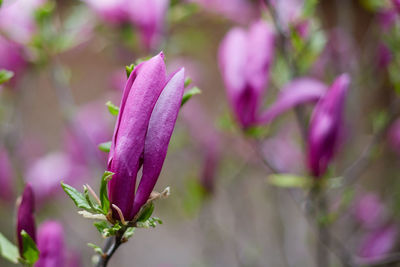 Close-up of pink flowering plant