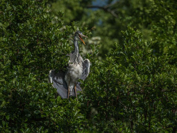 View of a bird on land