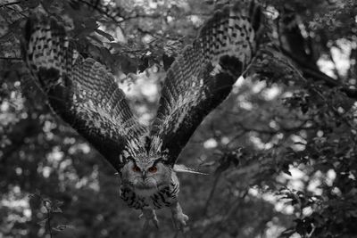 Close-up of bird flying over tree