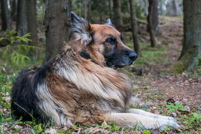 Close-up of dog on grass