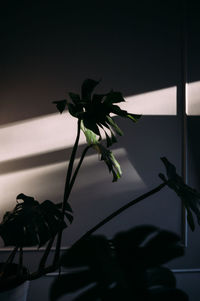 Close-up of potted plant at home