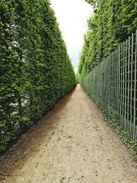 Road amidst trees on field against sky