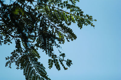 Low angle view of tree against sky