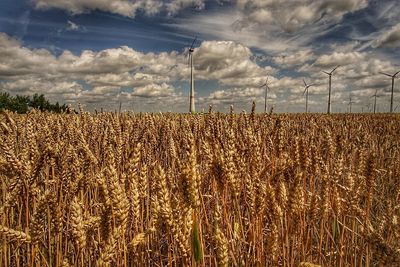 Crops growing on field against sky