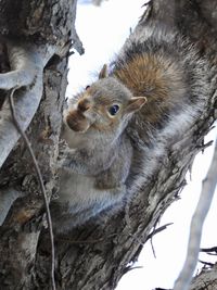 Close-up of squirrel on tree trunk