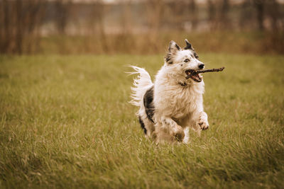 Dog running on grassy field