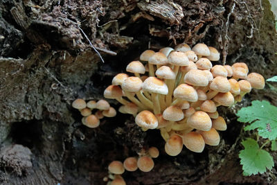 Close-up of mushrooms growing on tree trunk