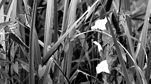 Close-up of plants against built structure