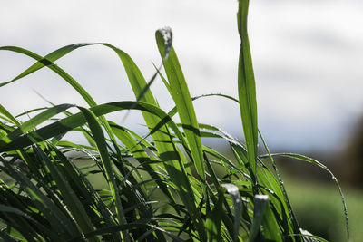 Close-up of grass growing in field