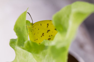 Close-up of insect on leaf