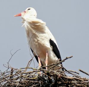 Bird perching on a branch