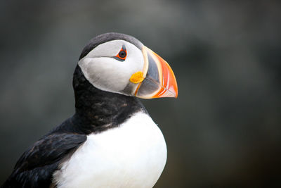 Close-up of bird