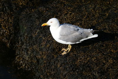 High angle view of seagull perching on land