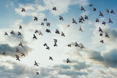 Low angle view of birds flying against sky