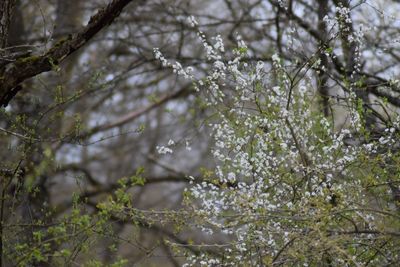 Close-up of cherry blossom tree