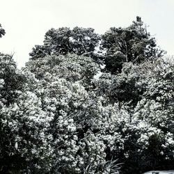 Low angle view of trees against sky