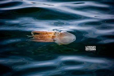 High angle view of a swimming in sea