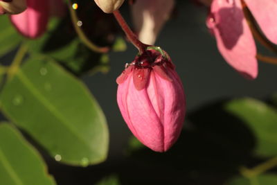 Close-up of pink flower blooming outdoors