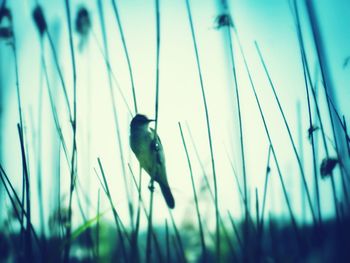 Bird perching on railing