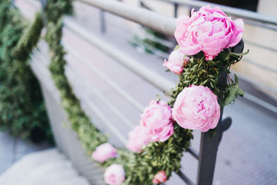 Close-up of pink rose flower pot