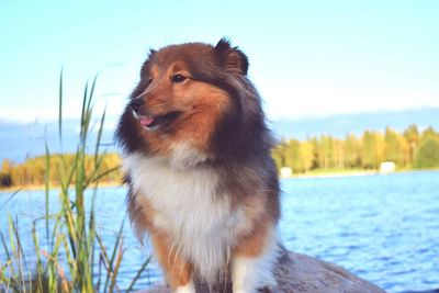 Close-up of lion against sky