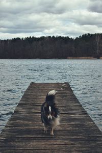 Sheltie dog by the lake