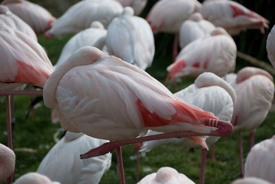 Flamingoes on field