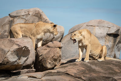 Big cats on rock against sky