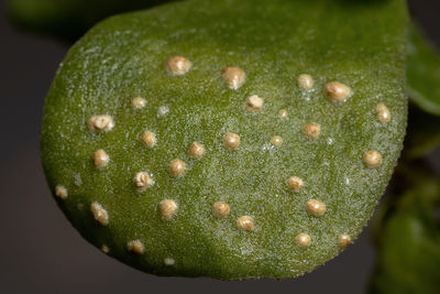 Close-up of succulent plant