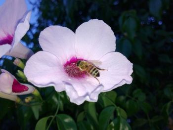 Close-up of pink flower