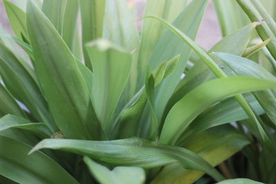 Full frame shot of green plant