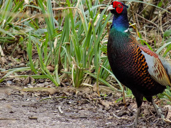 Close-up of peacock on grass