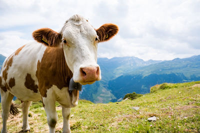 Cow in a field